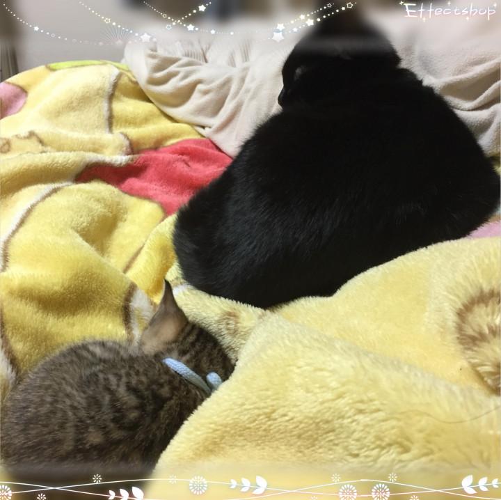 みかん日記 はる19さんの猫ブログ ネコジルシ