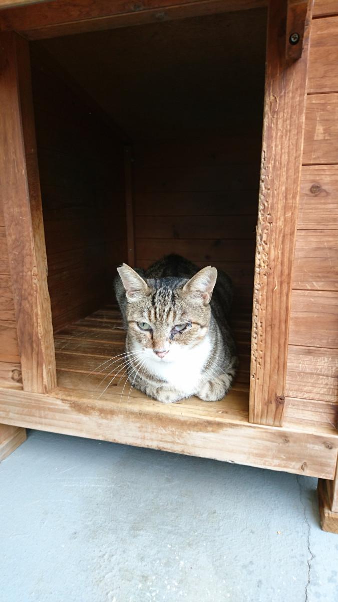 台風避難中 メイリンキャットさんの猫ブログ ネコジルシ