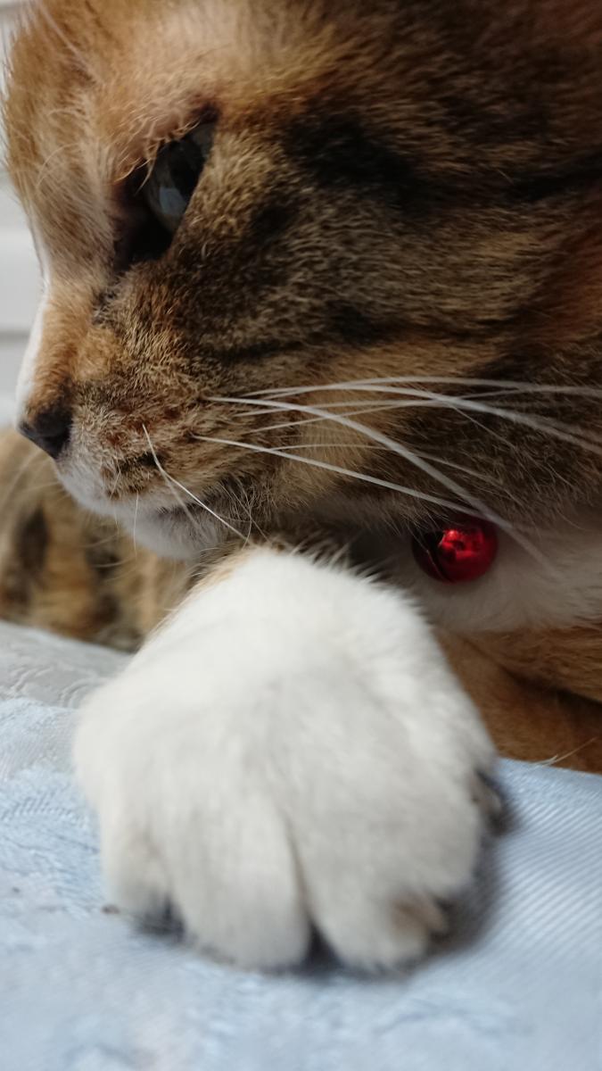 メイちゃんのクリームパン メイリンキャットさんの猫ブログ ネコジルシ