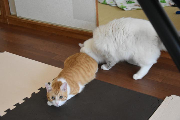 お尻嗅ぎ隊 - Sawara19さんの猫ブログ - ネコジルシ