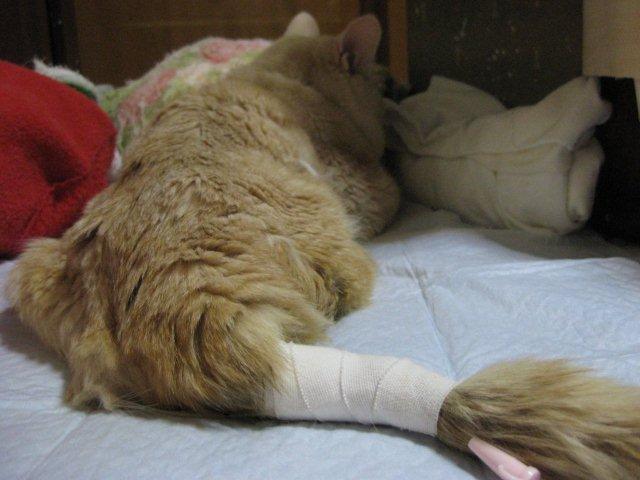 あっちもこっちも - ゆじゃげんさんの猫ブログ - ネコジルシ