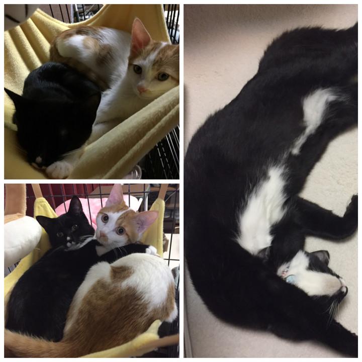 1月の振り返り②えま大腸炎になる〜体型が💦 - mongaさんの猫ブログ 