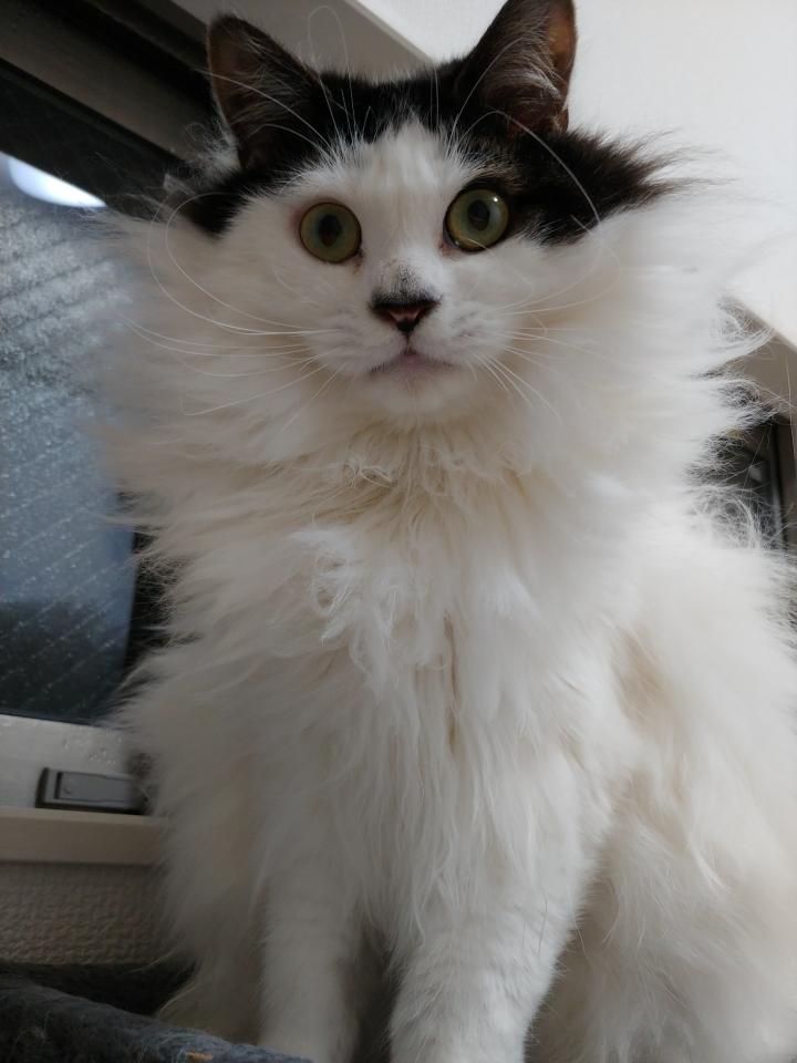 コヴィッたかと思った シバチカさんの猫ブログ ネコジルシ