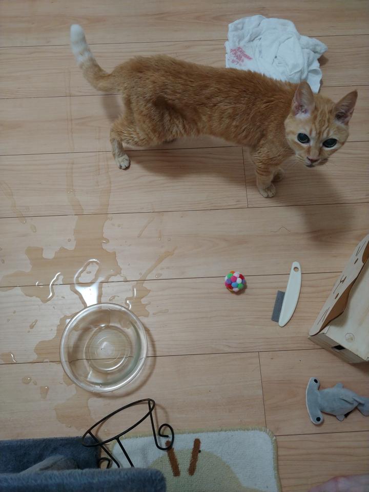 うちの猫アホで可愛い シバチカさんの猫ブログ ネコジルシ うちの猫アホで可愛い シバチカさんの猫ブログ ネコジルシ