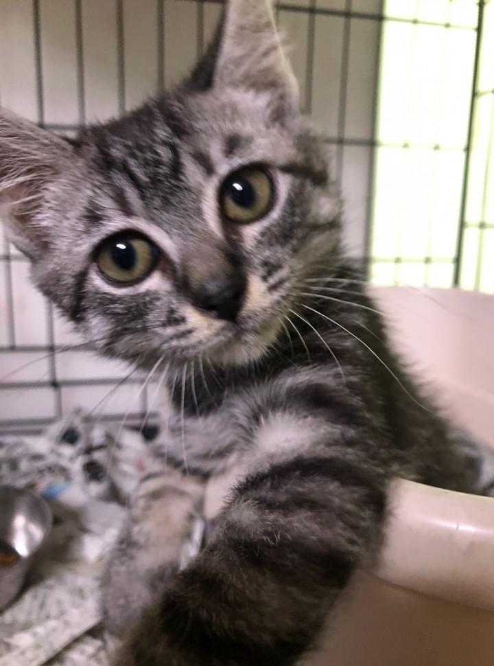 ハンガーストライキ 熊猫8さんの猫ブログ ネコジルシ