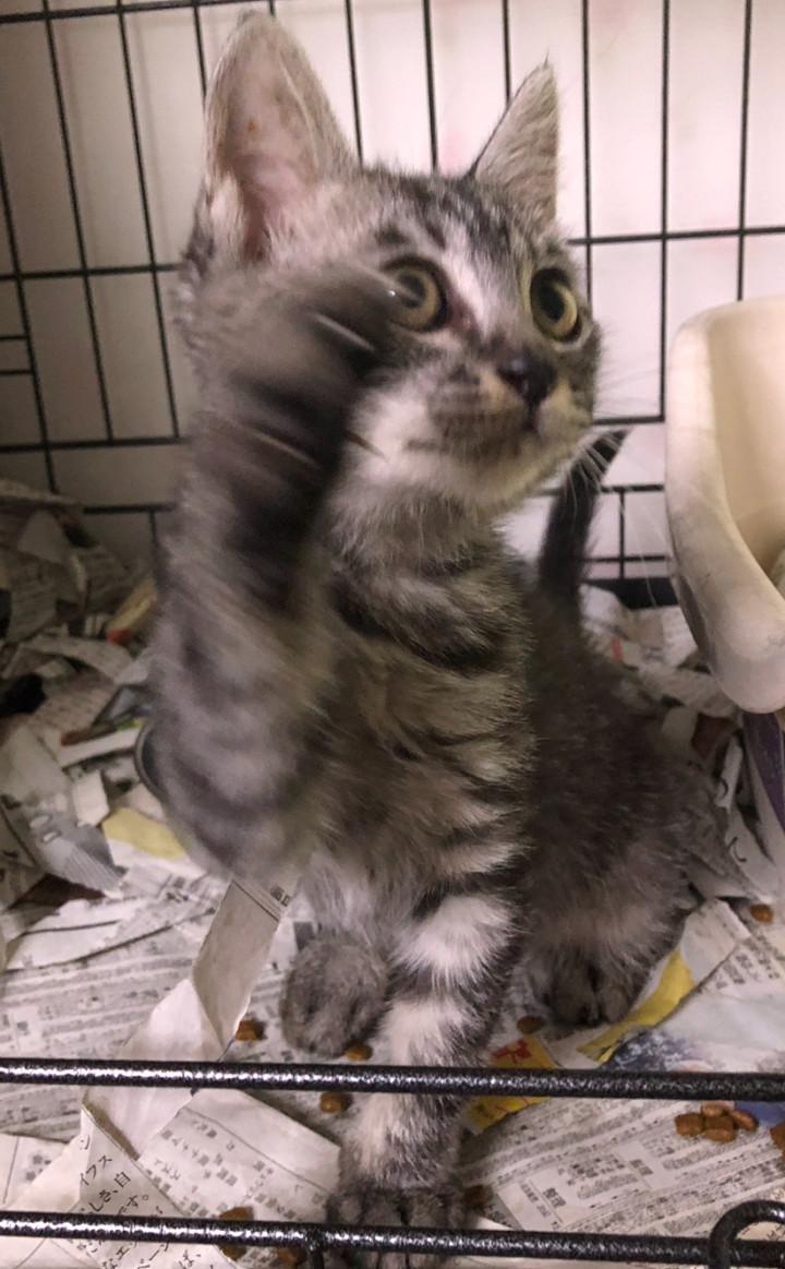 ハンガーストライキ 熊猫8さんの猫ブログ ネコジルシ