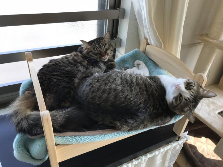 コンコンブルのにゃんこ雛 やっちょんさんの猫ブログ ネコジルシ