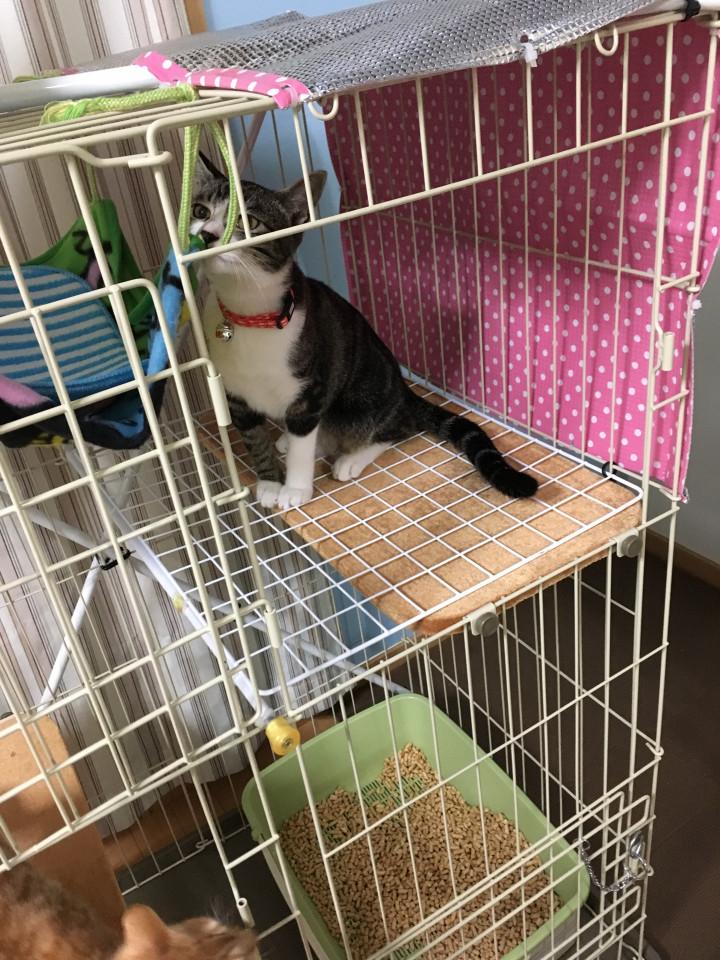 ケージの揺れ対策 杜青葉さんの猫ブログ ネコジルシ
