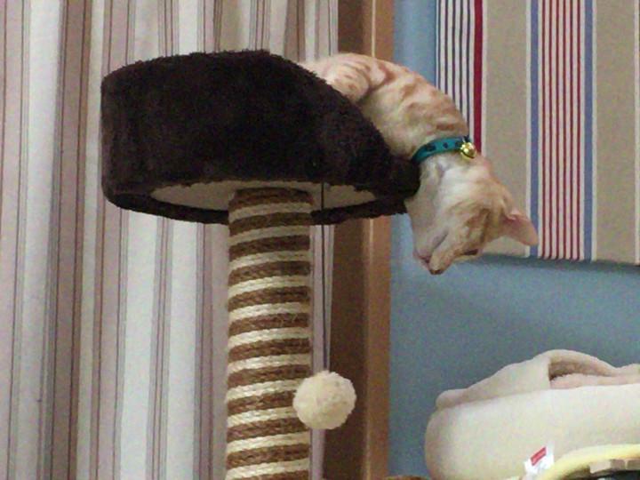 買い物は枕言葉をつけて 杜青葉さんの猫ブログ ネコジルシ