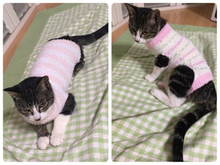 木綿のハンカチーフ 杜青葉さんの猫ブログ ネコジルシ