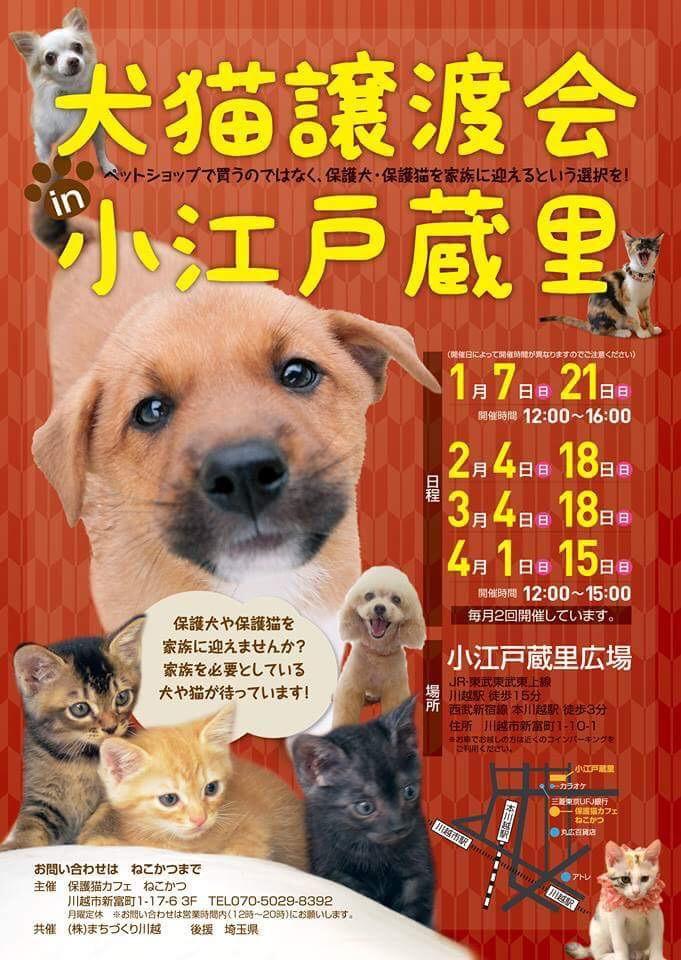 2/18(日)犬猫譲渡会in小江戸蔵里 - tsunagu-catさんの猫ブログ