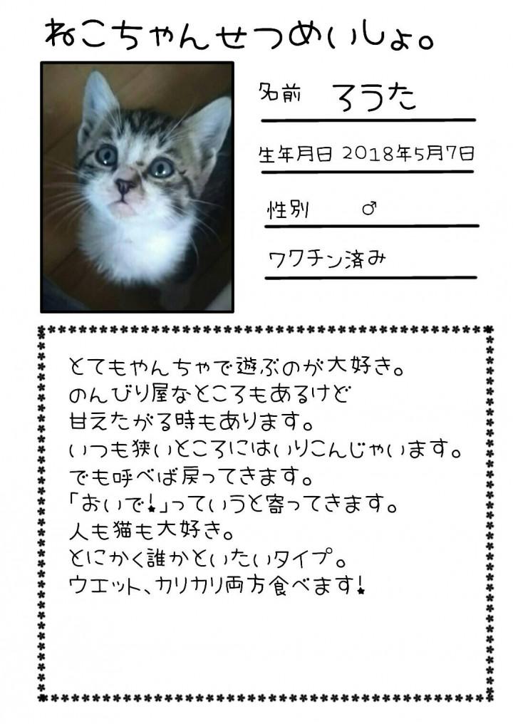 明日は合同里親会です おうめ猫の会担当ちぃさんの猫ブログ ネコジルシ