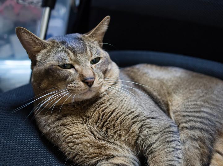 おっさん おっさんの中年猫日記 二酸化マンガンさんの猫ブログ ネコジルシ