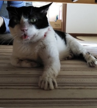 猫って(´；ω；`) ② feat 梅干しおばちゃんu0026カブッチ様 Kano.さん 