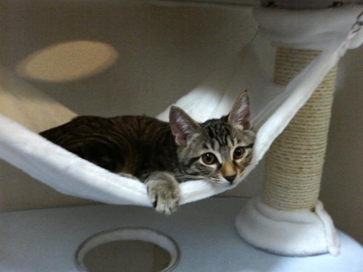 去勢手術で起きた悲しい話 エランさんの猫ブログ ネコジルシ 去勢手術で起きた悲しい話 エランさんの猫ブログ ネコジルシ