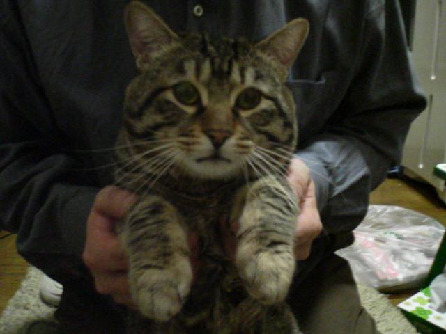 去勢手術で起きた悲しい話 エランさんの猫ブログ ネコジルシ 去勢手術で起きた悲しい話 エランさんの猫ブログ ネコジルシ