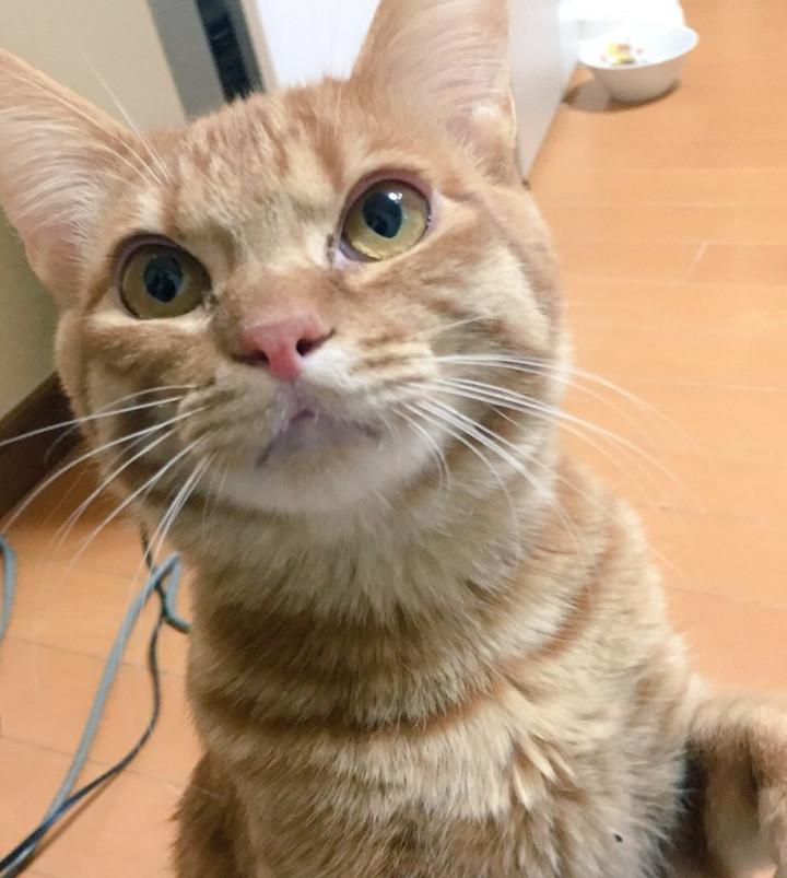 セロリくんの猫風邪について まお さんの猫ブログ ネコジルシ