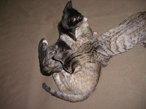 見た目が悪いのかしら ちゃんたさんの猫ブログ ネコジルシ