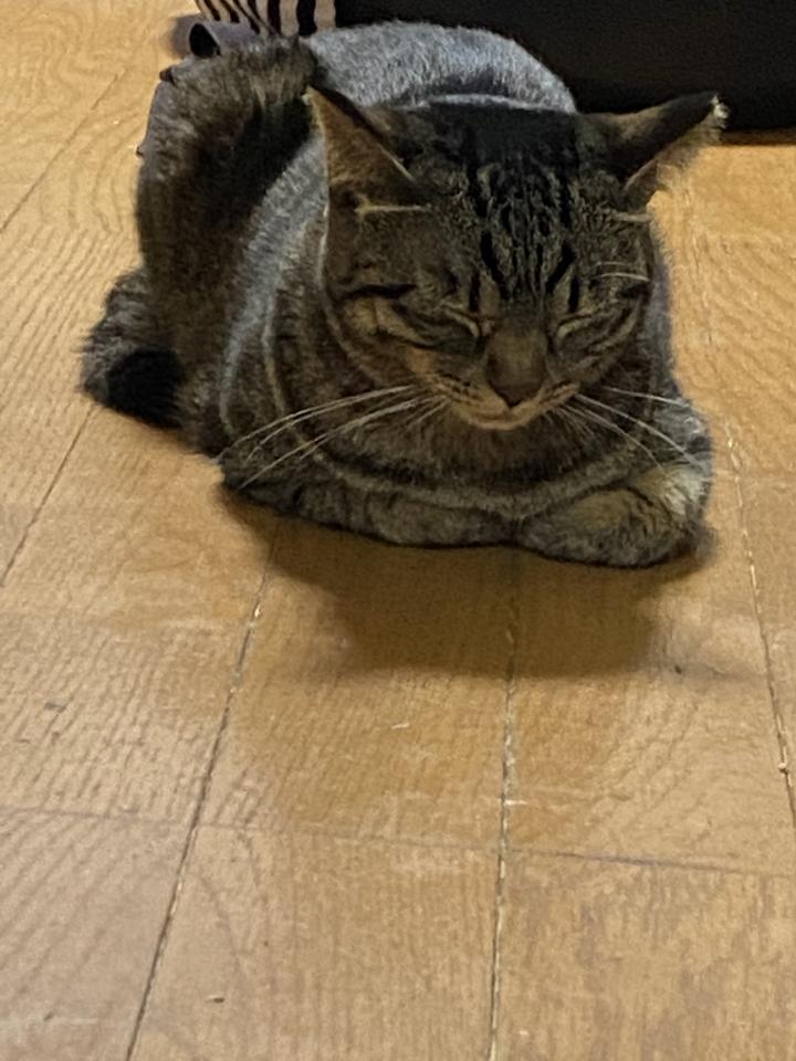 てんかん発作、間隔は一ヶ月半位 - にこにこにこさんの猫ブログ 