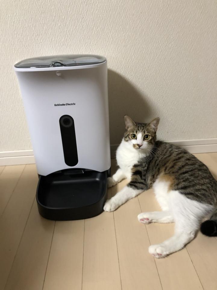 のんびり屋さんのサンタクロース まれママさんの猫ブログ ネコジルシ のんびり屋さんのサンタクロース まれママさんの猫ブログ ネコジルシ