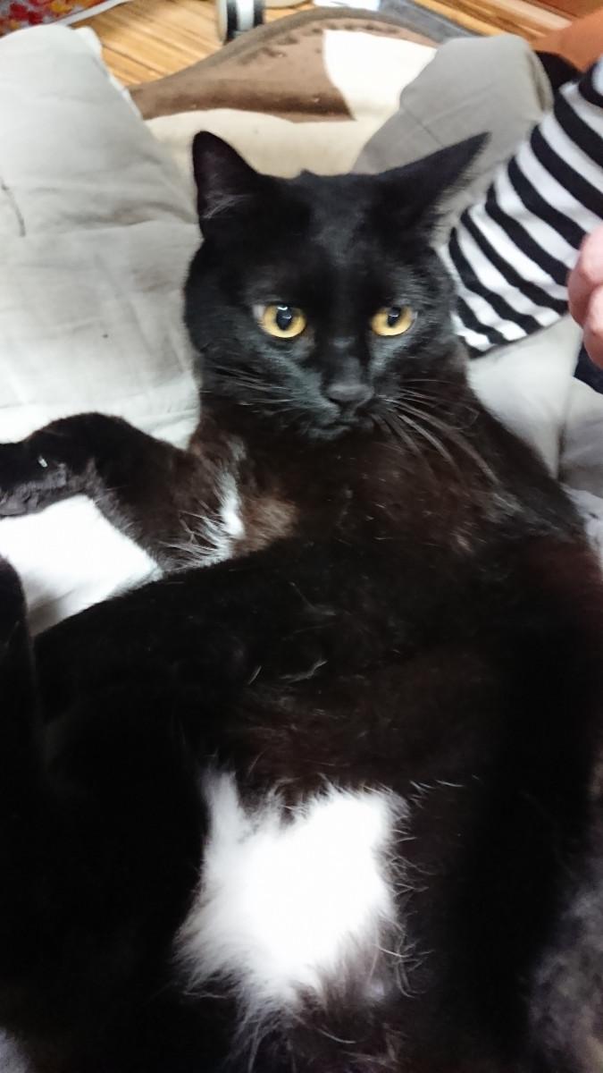 三日月 キューママさんの猫ブログ ネコジルシ