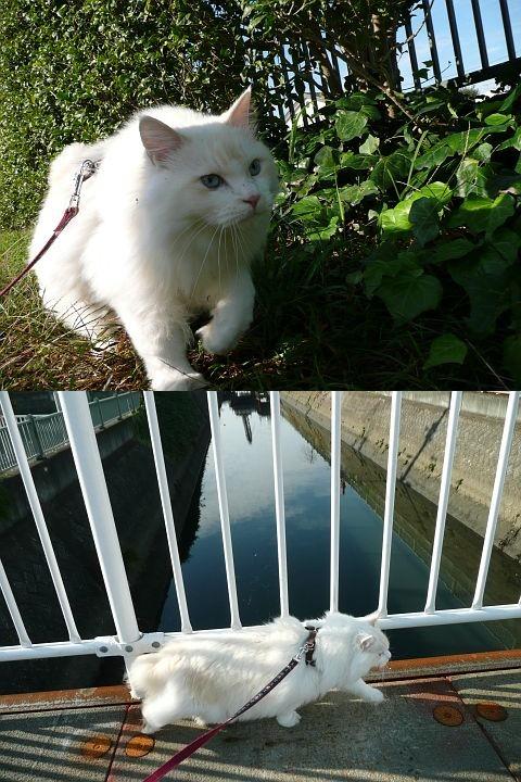 フレイミー風の日記 １１月４日 ニャル ａ ラトテップさんの猫ブログ ネコジルシ