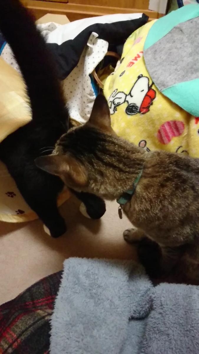 ﾁｬｯﾋﾟｰお姉さんの ヴ 意味不明 Chappy Mommyさんの猫ブログ ネコジルシ