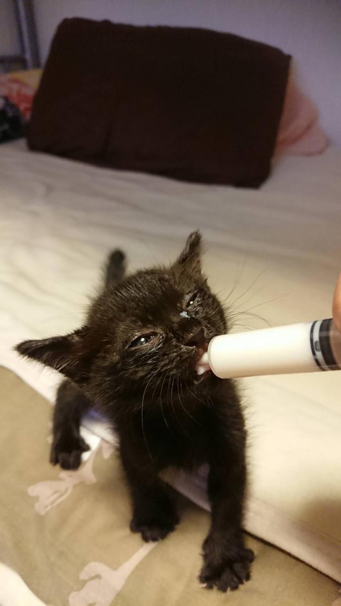今年3度目の子猫保護 ぷろしゅけさんの猫ブログ ネコジルシ