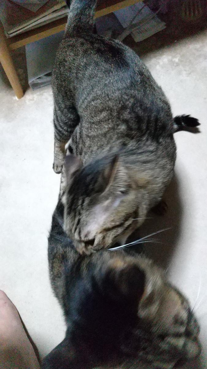名前 ちびえみりんさんの猫ブログ ネコジルシ 名前 ちびえみりんさんの猫ブログ ネコジルシ
