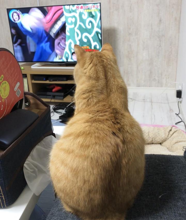 テレビを見るお兄ちゃん こるとさんの猫ブログ ネコジルシ