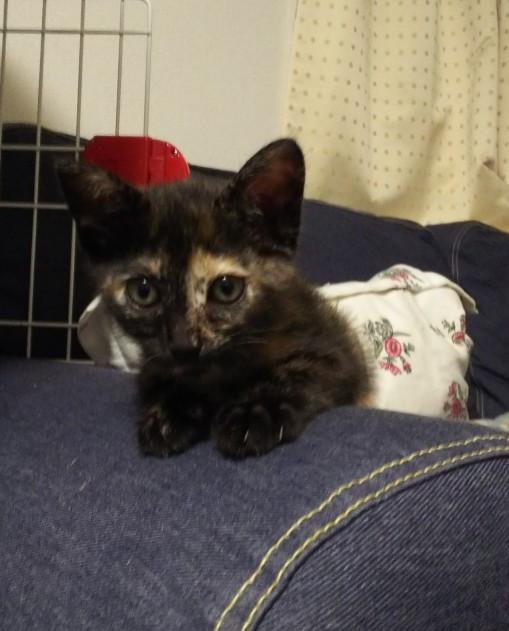 可愛い の基準 ブルーミルクさんの猫ブログ ネコジルシ