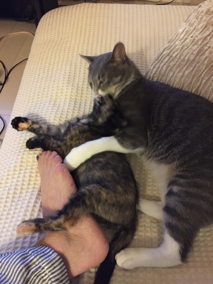 ハチとロクの日常 猫フジ猫さんの猫ブログ ネコジルシ