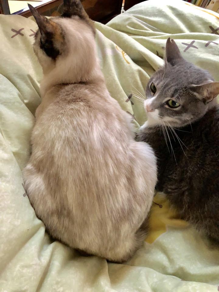 ろくちゃんの進化 猫フジ猫さんの猫ブログ ネコジルシ