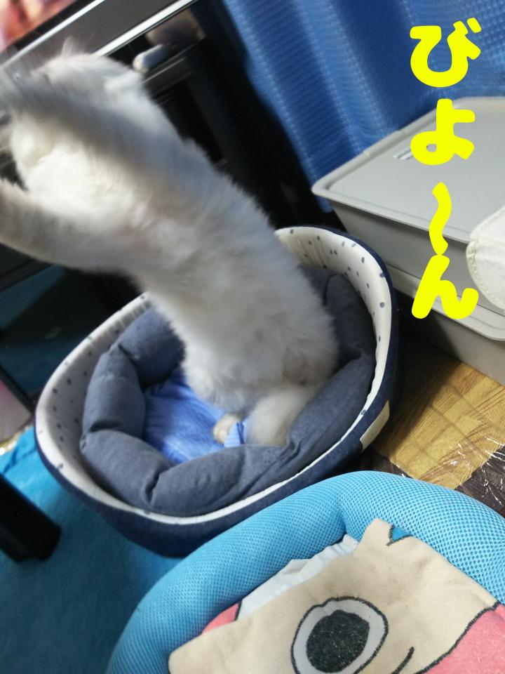 シニアの野生化🦁～ウルトラマン並👍～ - しゅらこまさんの猫ブログ 