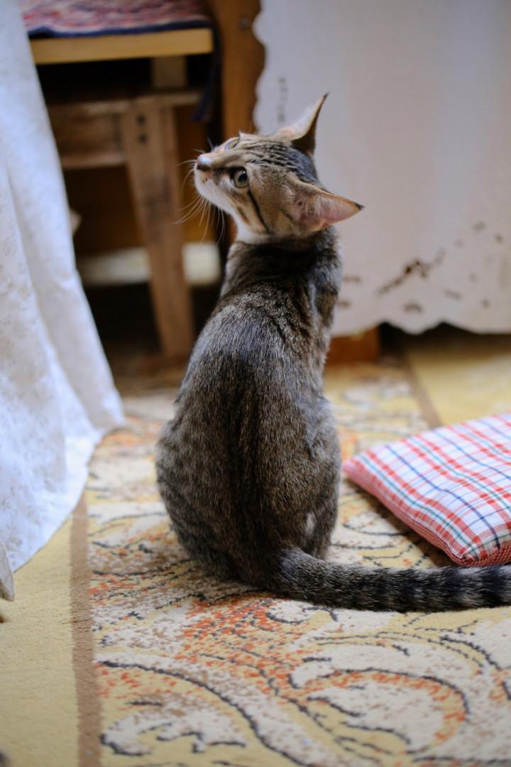 見返り猫美人 Cat Beauty looking back 見返り猫美人 Cat Beauty