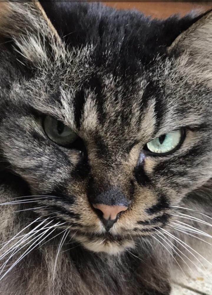 猫の耳 ま めさんの猫ブログ ネコジルシ