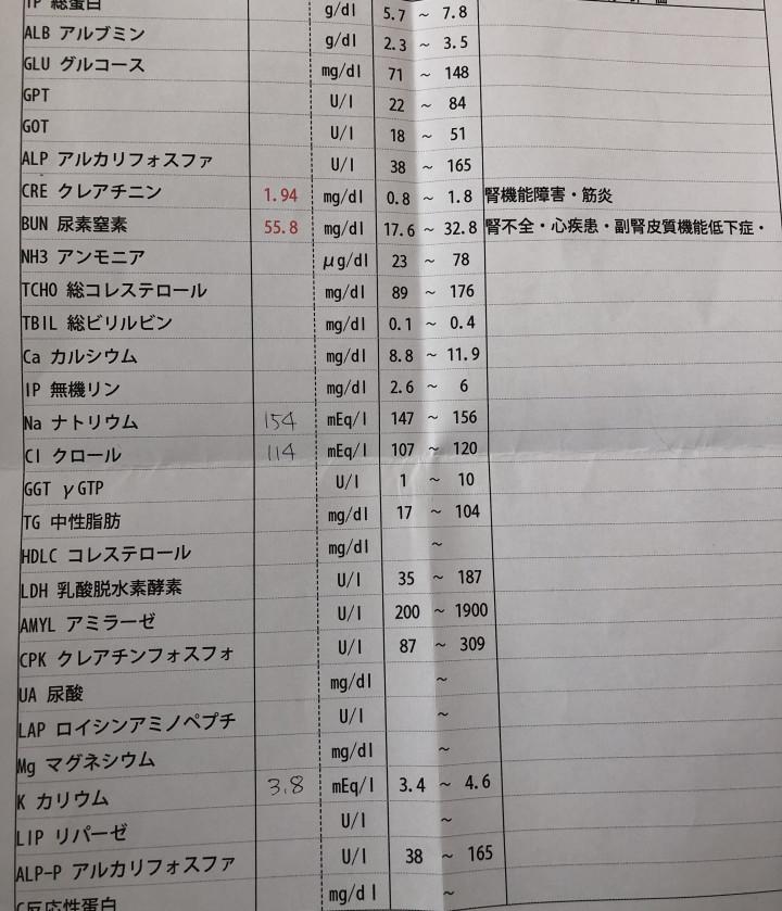 まめの定期検査 ま めさんの猫ブログ ネコジルシ