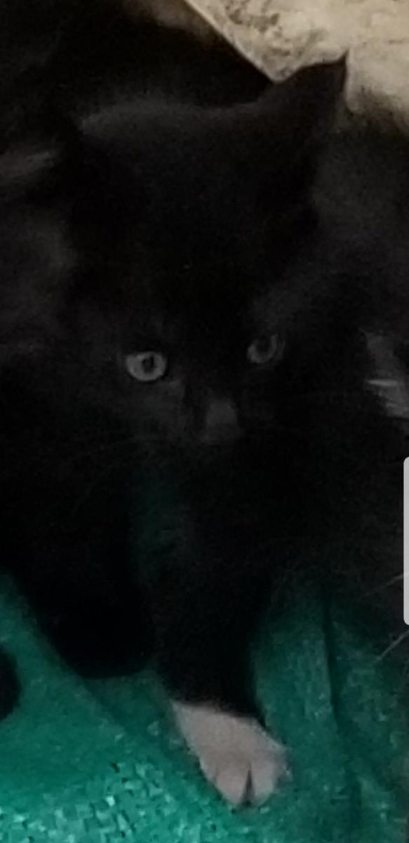 黒モフちゃん - サラダ331さんの猫日記