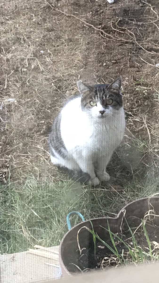 野良ちゃん ２ ちせんさんの猫ブログ ネコジルシ