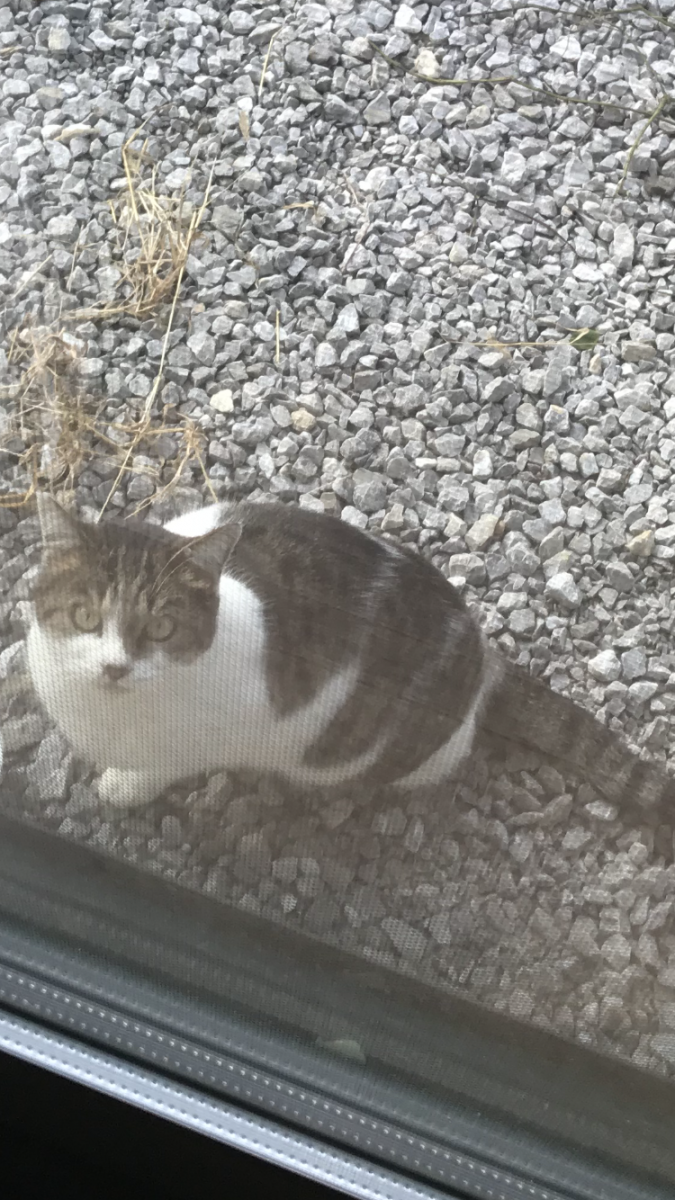 野良ちゃん ２ ちせんさんの猫ブログ ネコジルシ