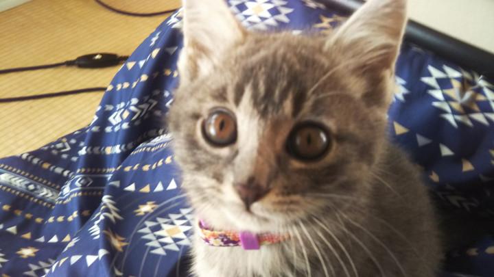 猫を抱くとき カゲヒロさんの猫ブログ ネコジルシ