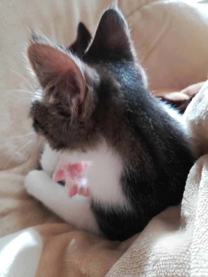 子猫の夜寝る前 みーこぶっちさんの猫ブログ ネコジルシ 子猫の夜寝る前 みーこぶっちさんの猫ブログ ネコジルシ