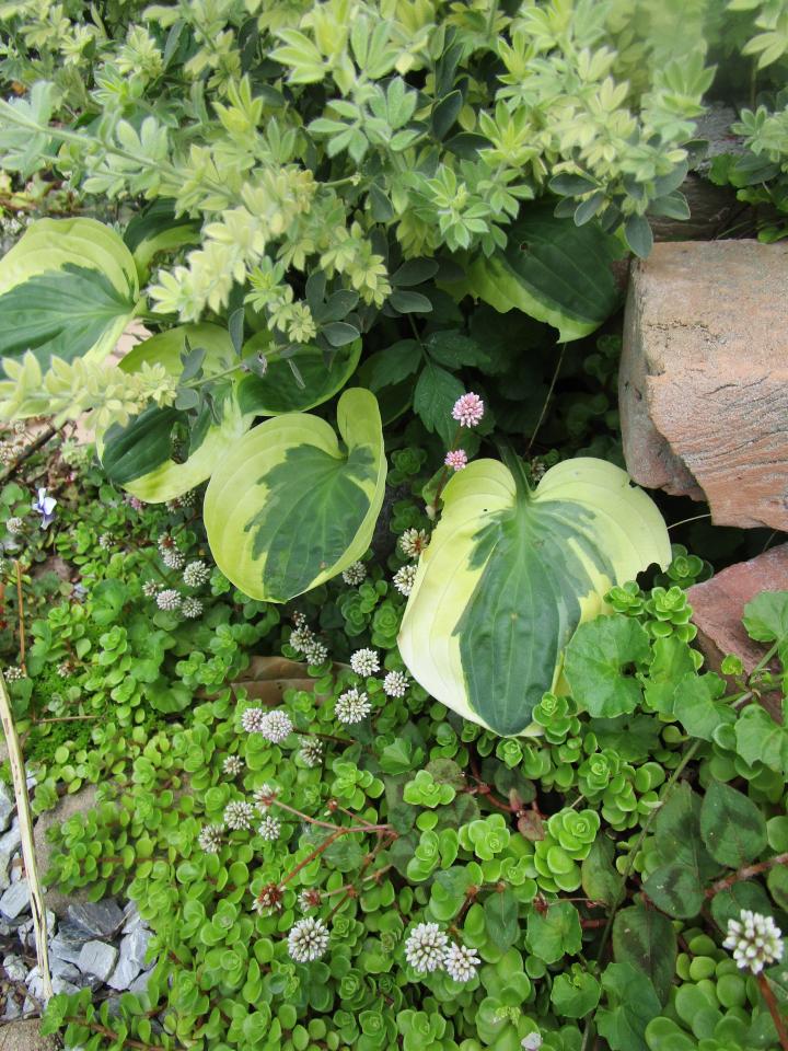 グリーンジルシ 猫なし ねこよみうたさんの猫ブログ ネコジルシ