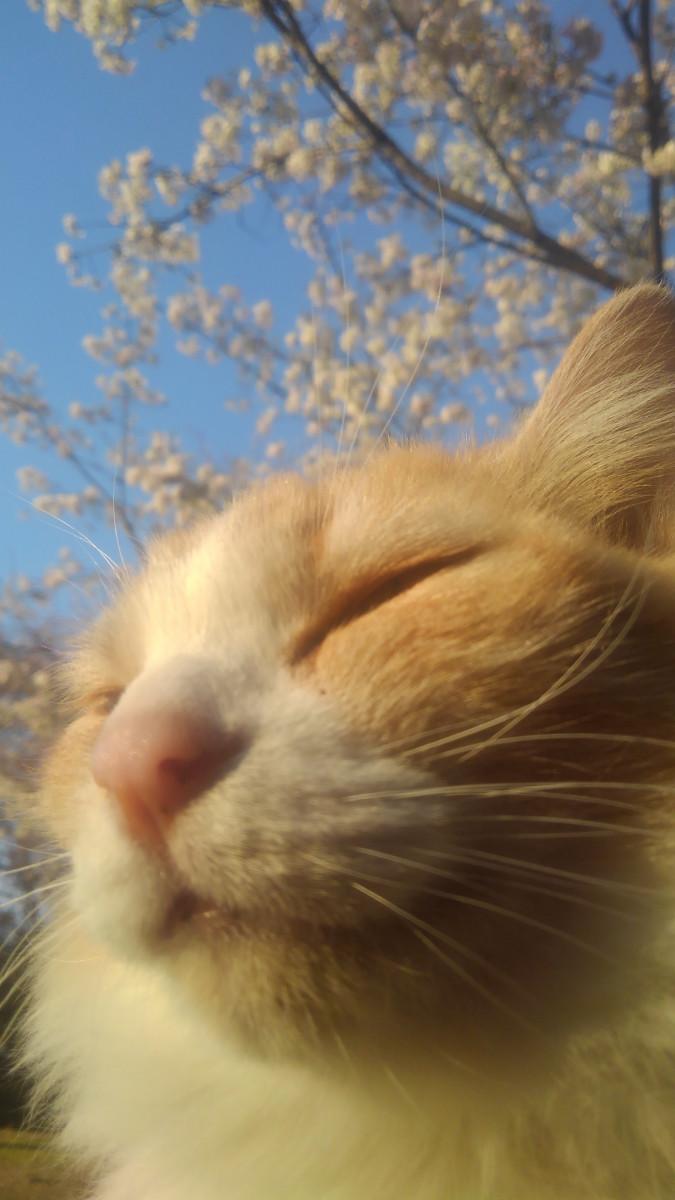 猫の散歩 たけちよさんの猫ブログ ネコジルシ 猫の散歩 たけちよさんの猫ブログ ネコジルシ