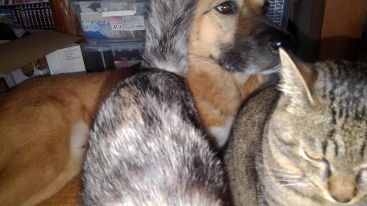 ムギータス 仮名 お前もか たけちよさんの猫ブログ ネコジルシ