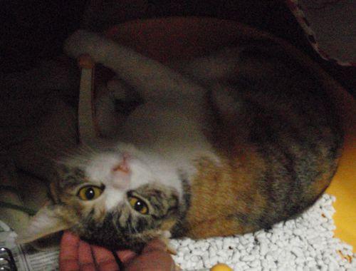 魔法のしっぽ～10.かりんとの再会／あの事件 - ナヨミナさんの猫ブログ 