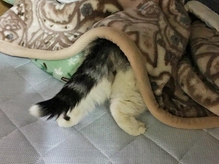 山よりも高く海よりも深く反省 - ぶーにゃん＆だいちゃんさんの猫 