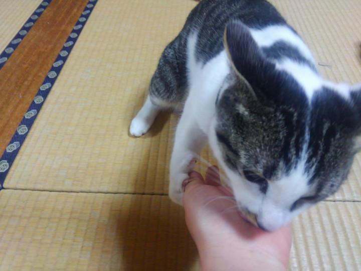 合法ドラッグ(マタタビ) - もりもりやまさんの猫ブログ - ネコジルシ