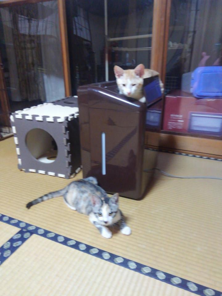あふれだす もう中学生 感 もりもりやまさんの猫ブログ ネコジルシ