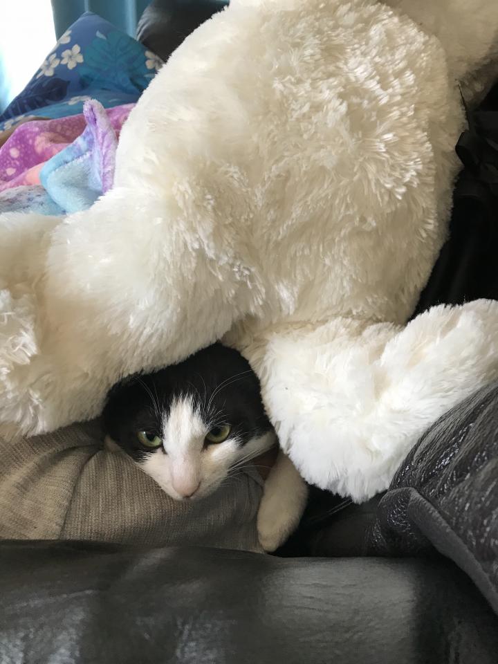 こにゃにゃちは ほのやさんの猫ブログ ネコジルシ
